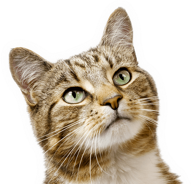 Download Do You Know Why Cats Hide Their Pain Himatch Iq Treat Ball