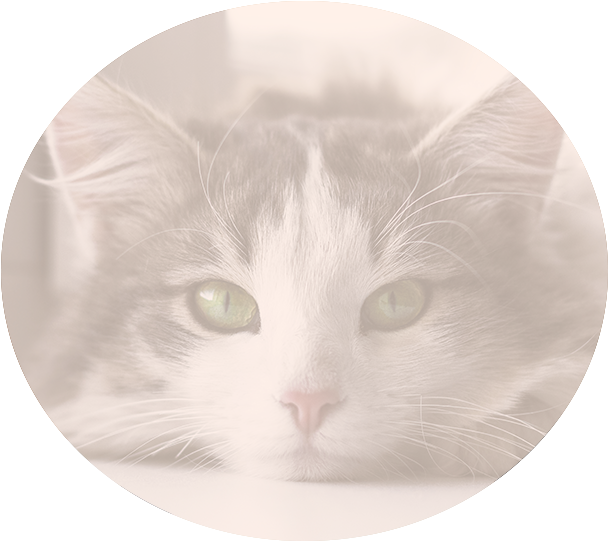 Nutritional Counseling - Domestic Short-haired Cat (618x546), Png Download