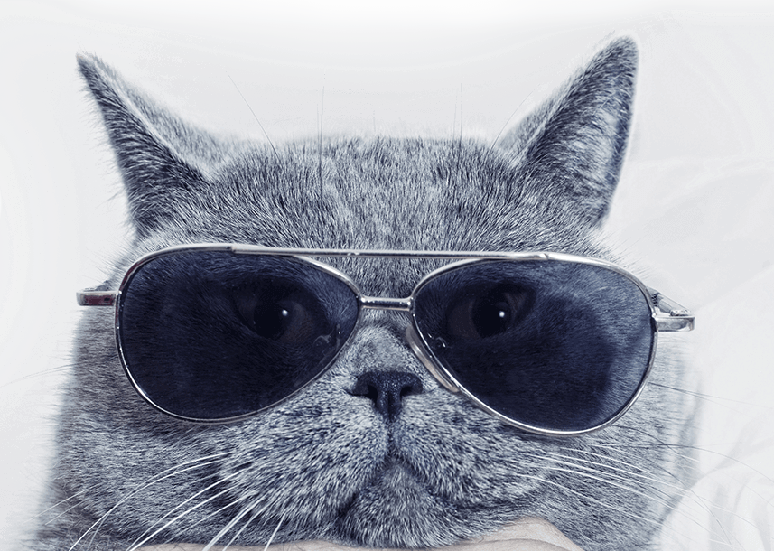 Cat-glasses - Book Of Blah By Pamela Aye Simon 9781631223242 (paperback) (857x610), Png Download