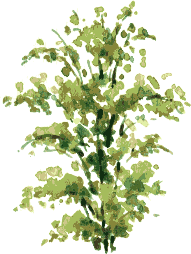 Clip Art Freeuse Library Shrub Drawing - Shrub Drawing (1000x1000), Png Download