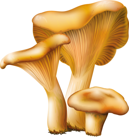 Tubes Champignons - Mushroom Vector Png (500x530), Png Download