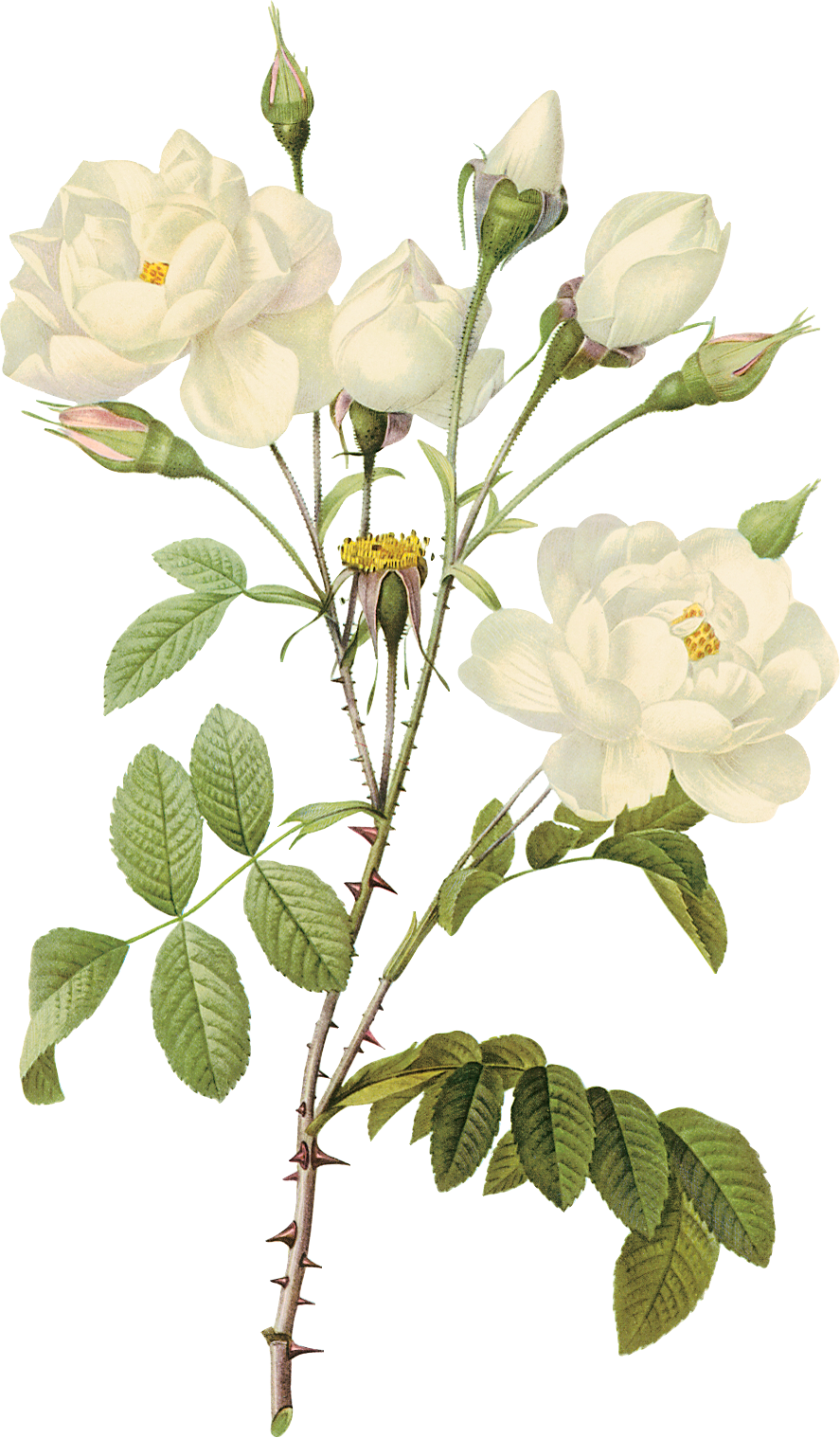Png Imges Free Download - Transparent Background White Flowers Png (887x1518), Png Download