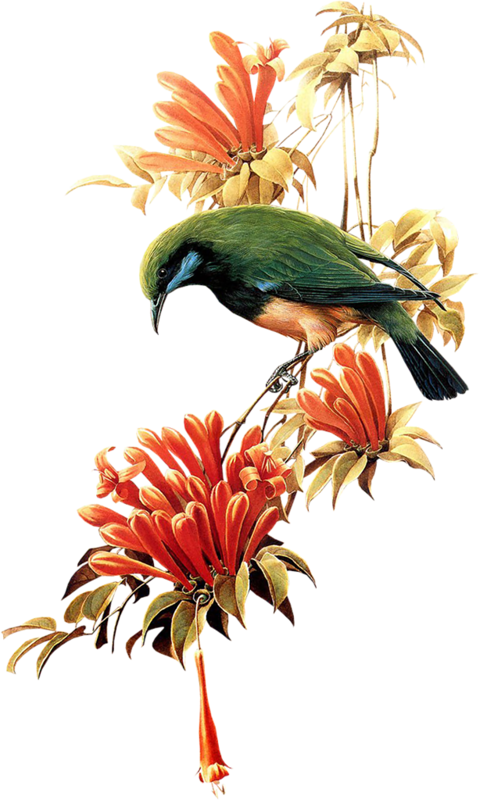 Birds (480x800), Png Download