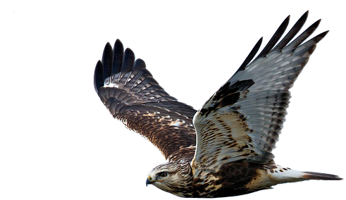 Hawk, Flight, Raptor, Bird Of Prey - Hawk Transparent (544x340), Png Download