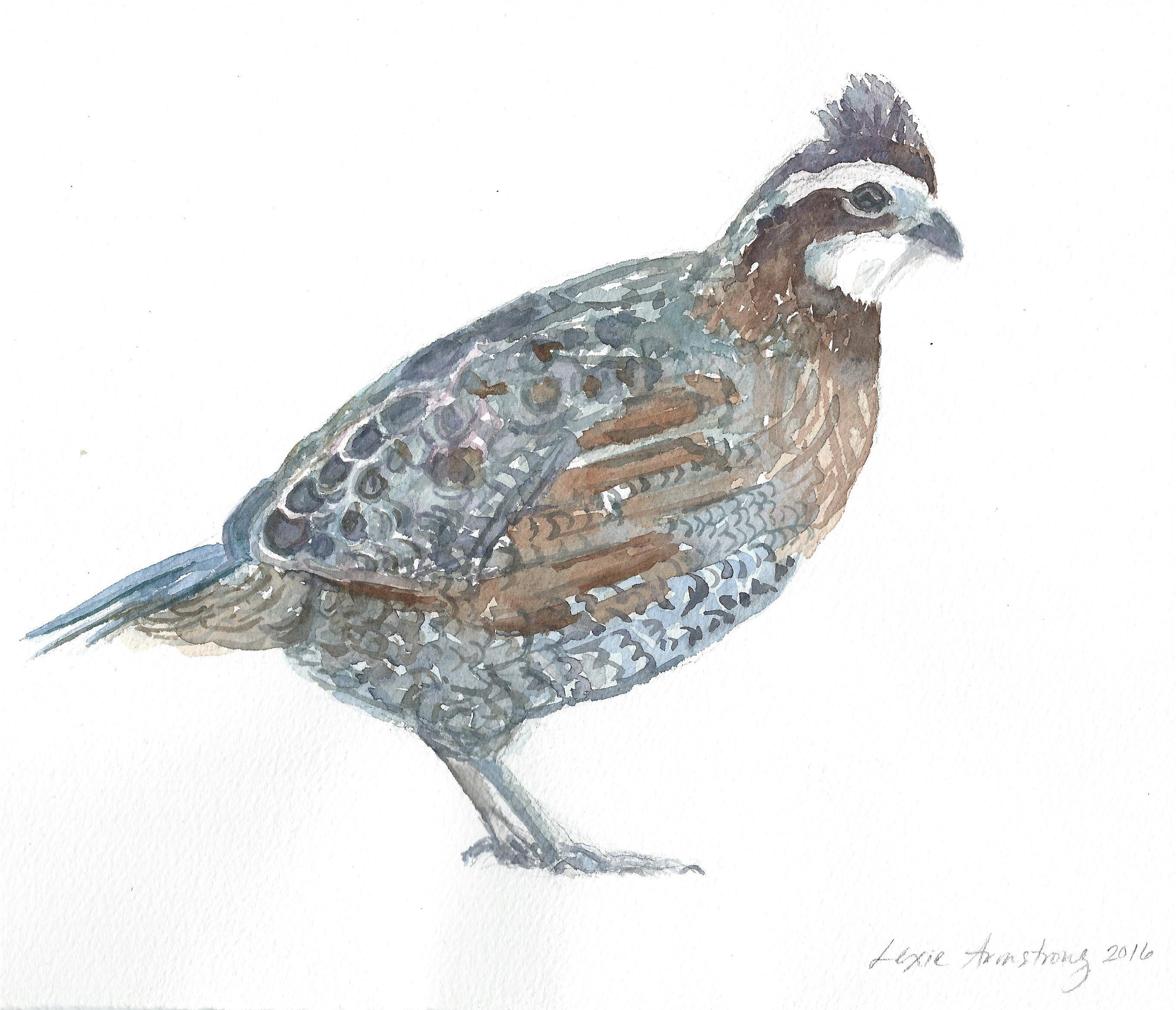 Northern Bobwhite Watercolor Painting - Watercolor Painting (3034x2608), Png Download
