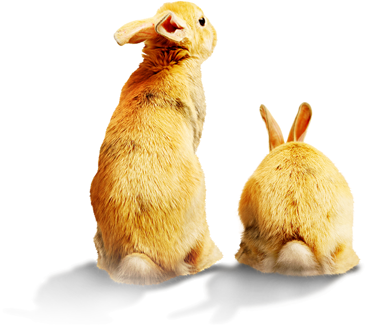 A Full Moon Rabbit Looking Back Figure - Rabbit (1024x1024), Png Download