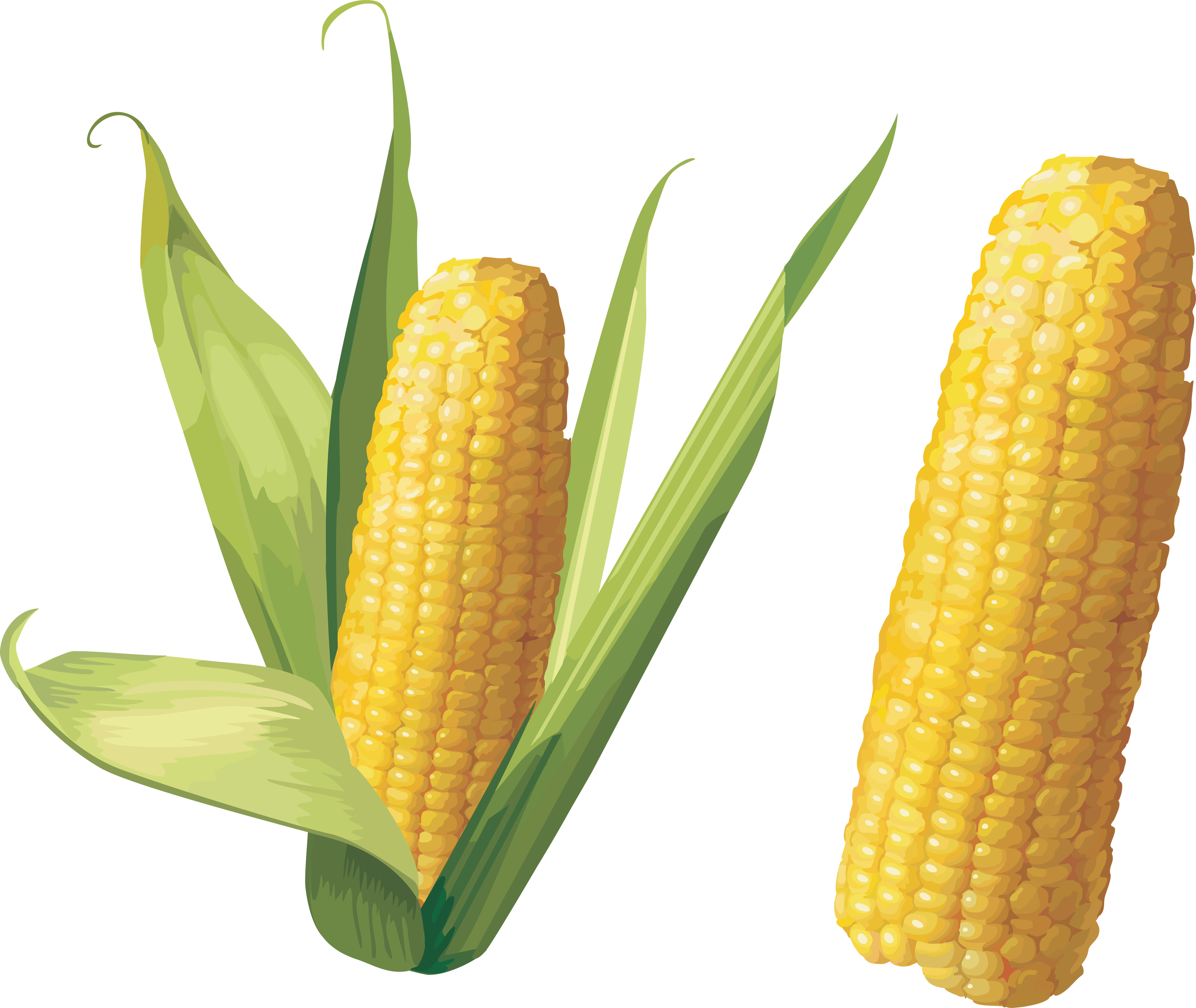 Corn Png Image - Corn Png (3504x2954), Png Download