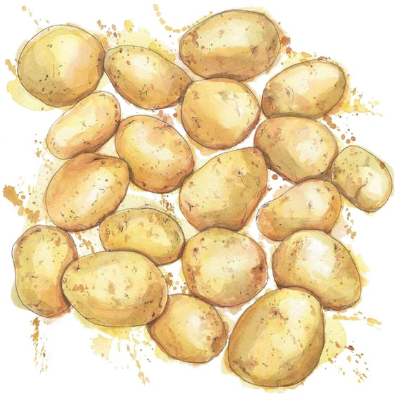 Watercolor Painting Drawing Potato Illustration - Watercolour Potato (564x564), Png Download