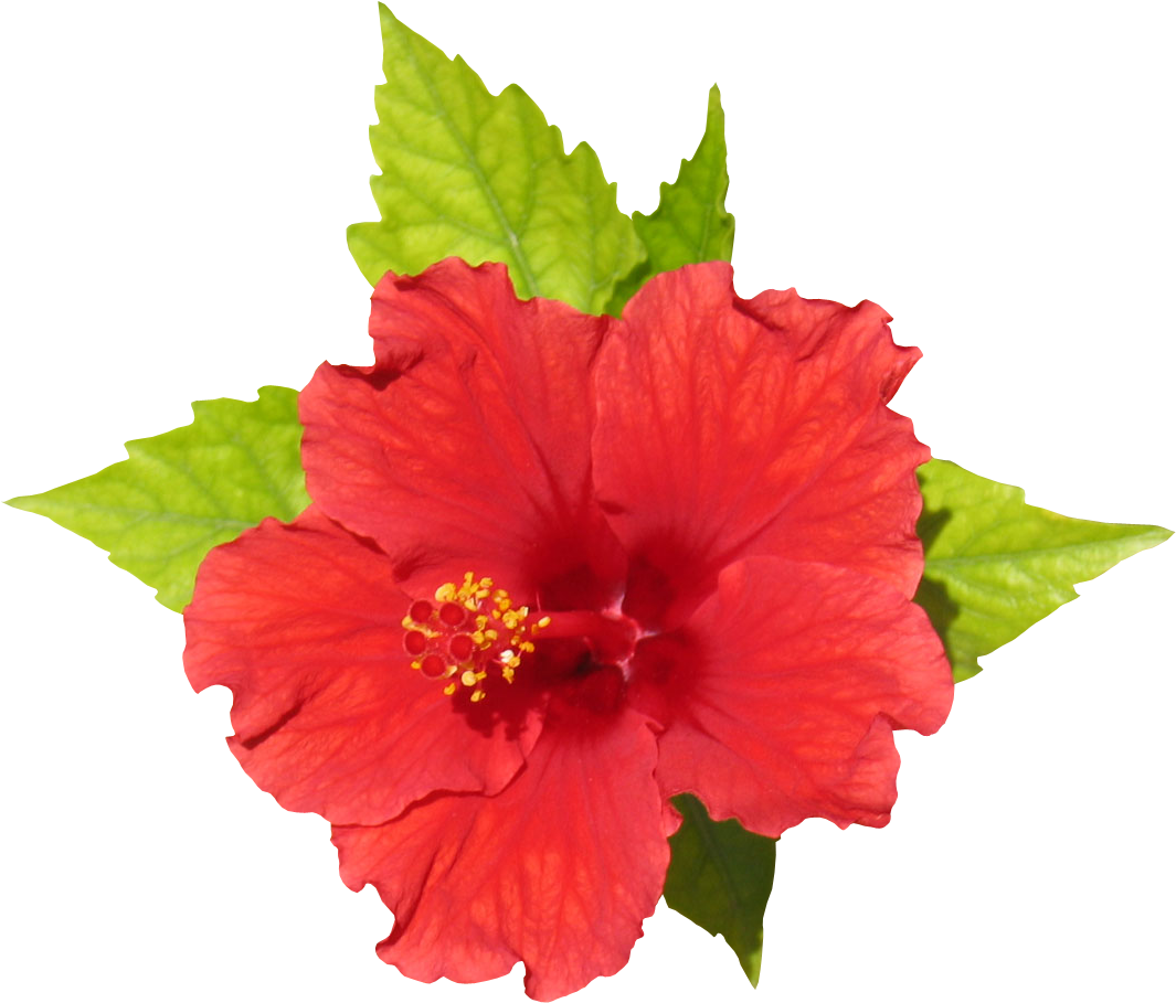 Members - Flover Rendering (1095x935), Png Download