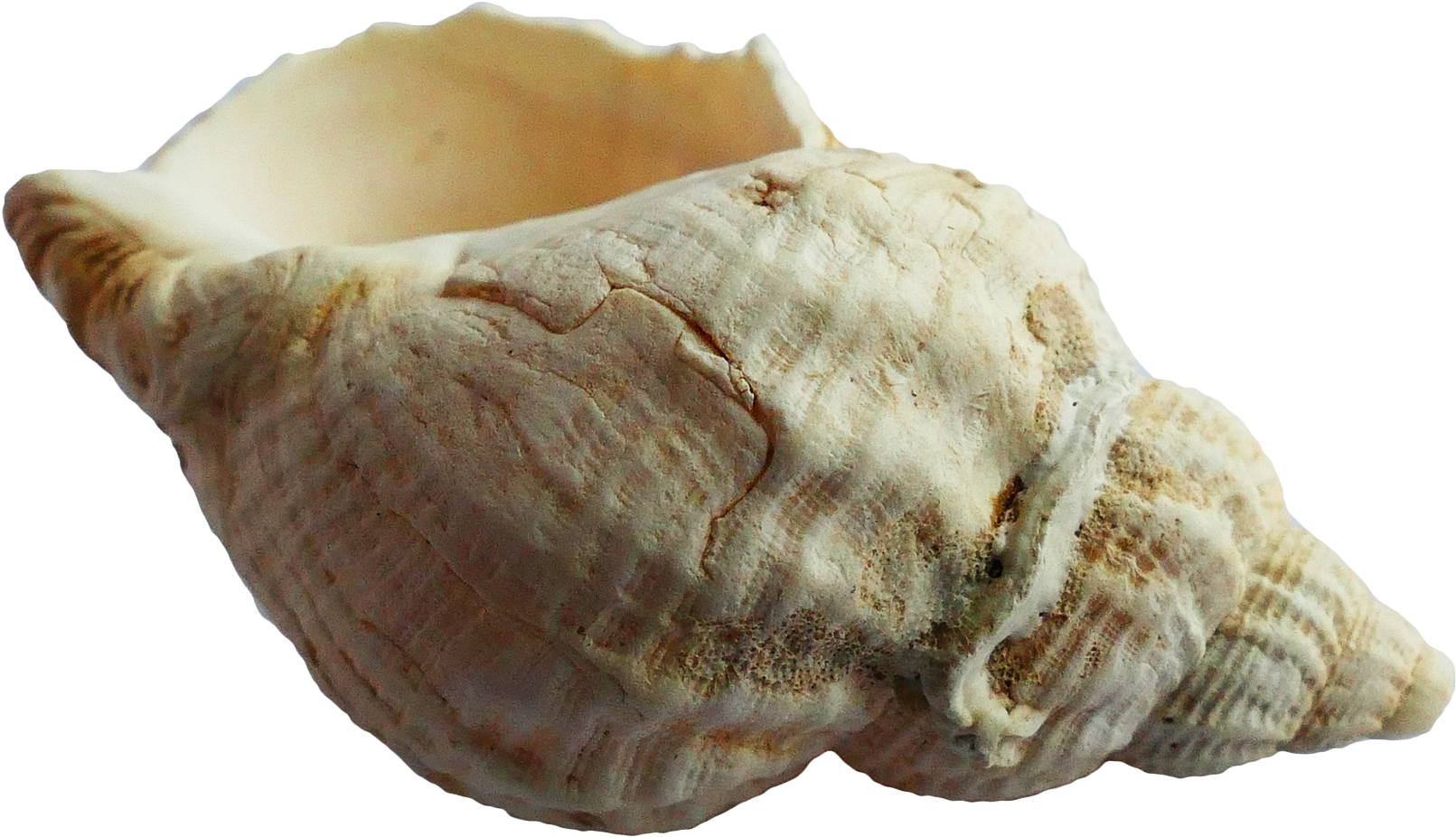 Free Png Seashell Png Images Transparent - Sea Shell Png (850x521), Png Download