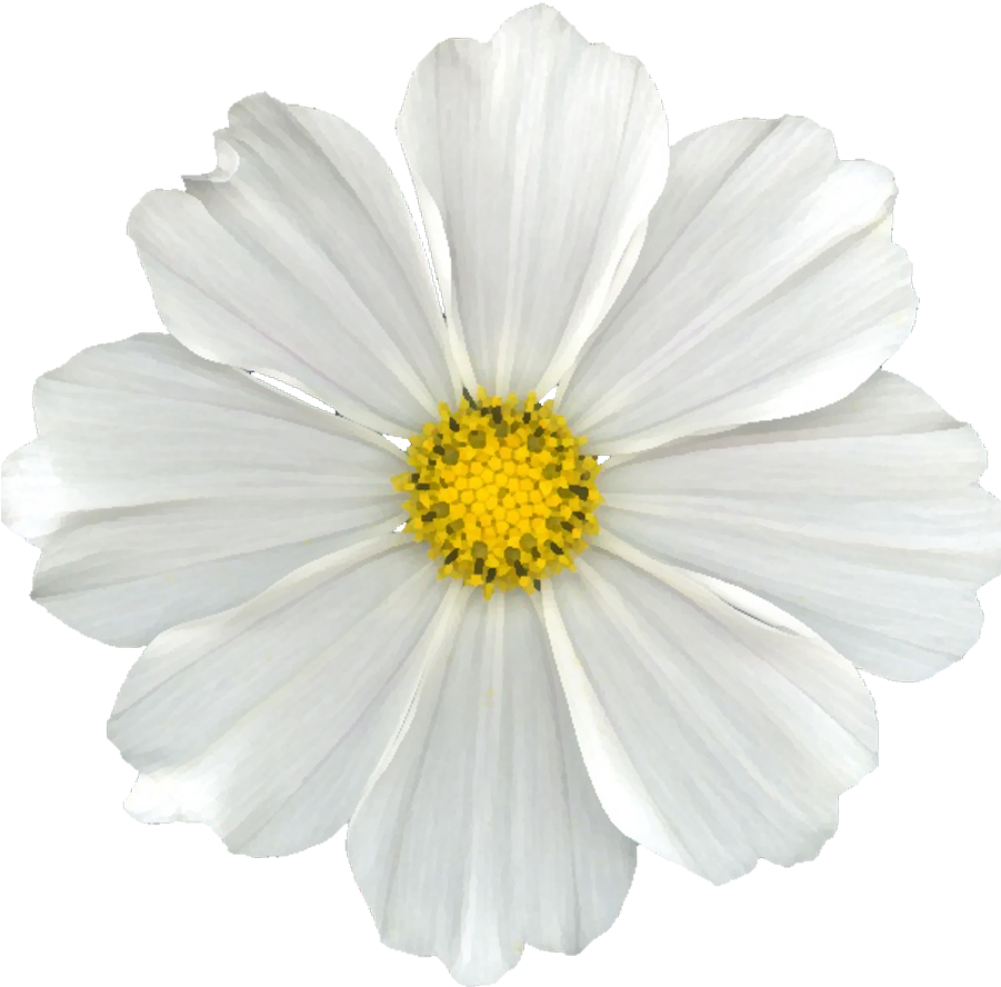 White Flower Png Clip Free Library - Daisy Flowers No Background (900x900), Png Download