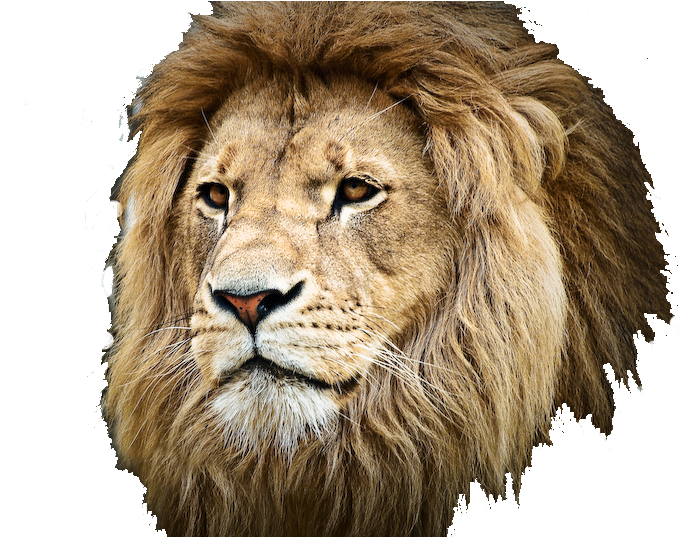 Muster Your Faith And Pray To The Gohonzon (800x536), Png Download