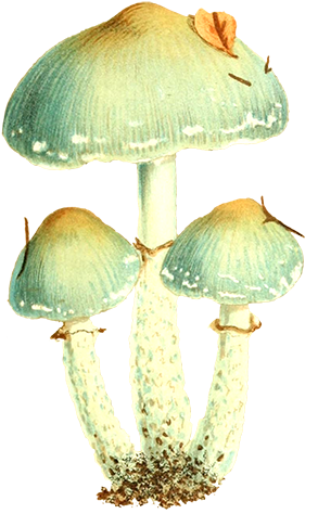 Free Graphic Friday - Vintage Mushroom Png (300x484), Png Download
