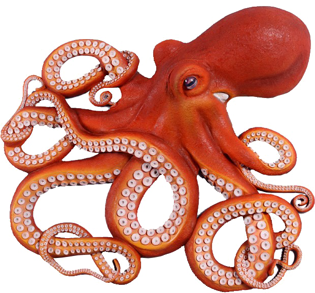 Octopus Png Photo - Octopus Png (620x620), Png Download