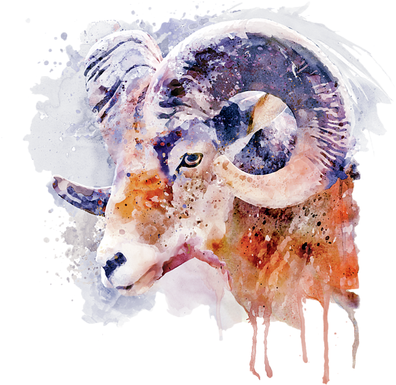 Bleed Area May Not Be Visible - Big Horned Sheep Watercolor (600x600), Png Download