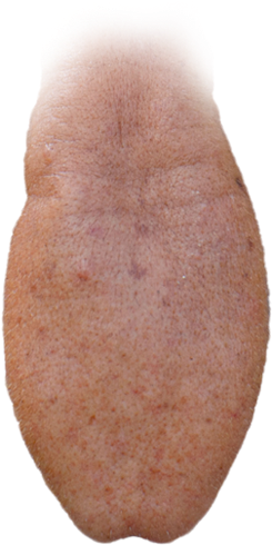 Download - Sweet Potato (328x500), Png Download