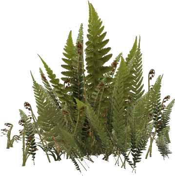 Swordferns - Ostrich Fern (480x480), Png Download