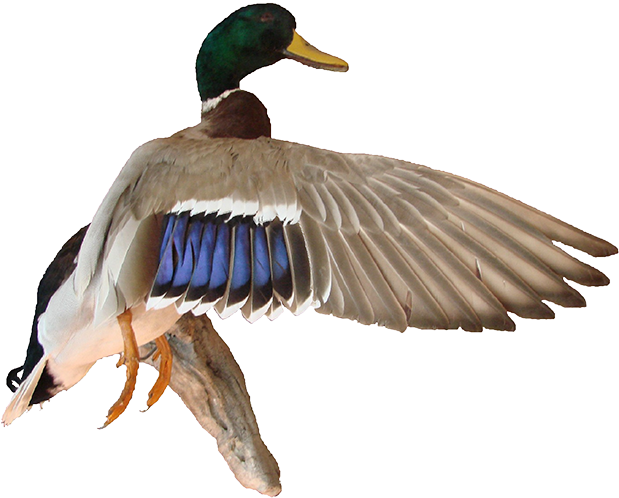 Image Free Stock Mallard Duck Png - Mallard Flying Png (650x516), Png Download