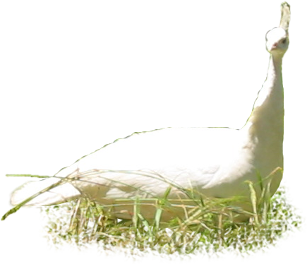 Animals/ Birds/ Albino Peahen - Painting (435x374), Png Download