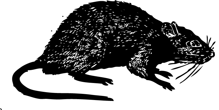 Rat - Journalism (743x375), Png Download