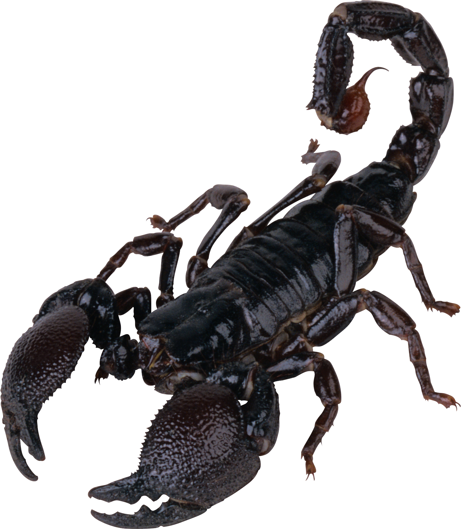 Scorpion Png (1498x1719), Png Download