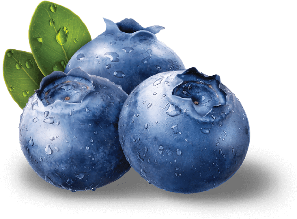 Blueberries Png Images Free Download - Blueberries Png (1074x798), Png Download