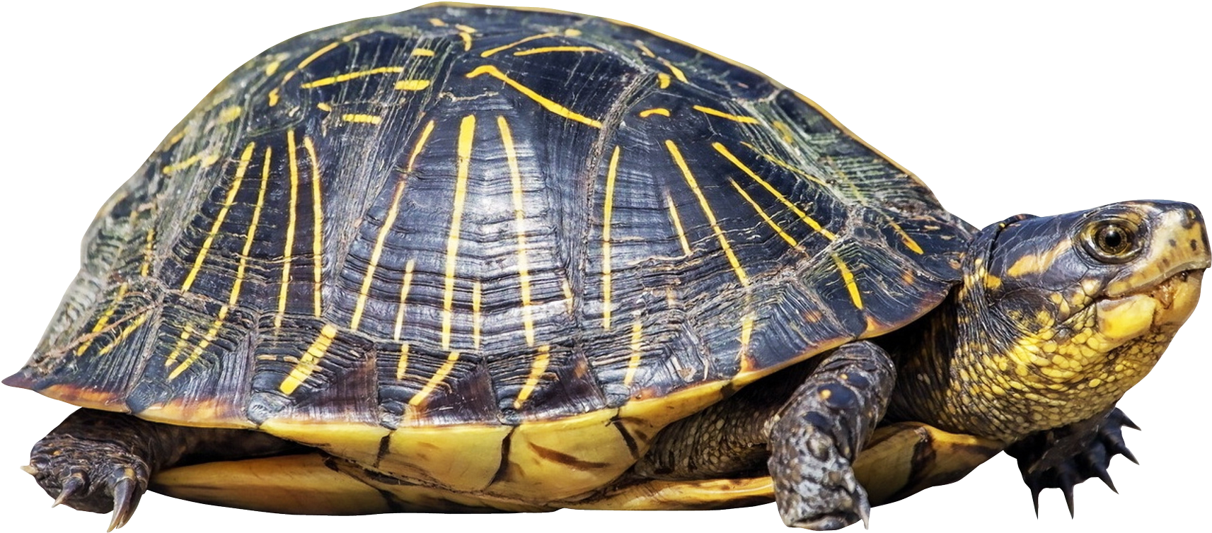 Turtle Png - Turtle With Clear Background (1855x1222), Png Download