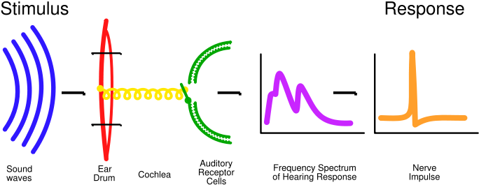 Processing Of Sound - Sound And Hearing Waves (800x300), Png Download