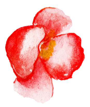 Red Flower Watercolor Hand Painted Transparent - Watercolor Painting (1024x1024), Png Download