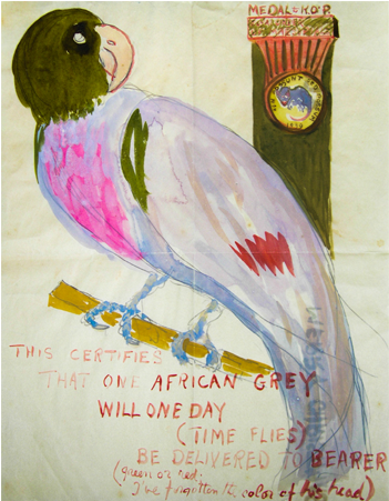 African Grey (800x450), Png Download