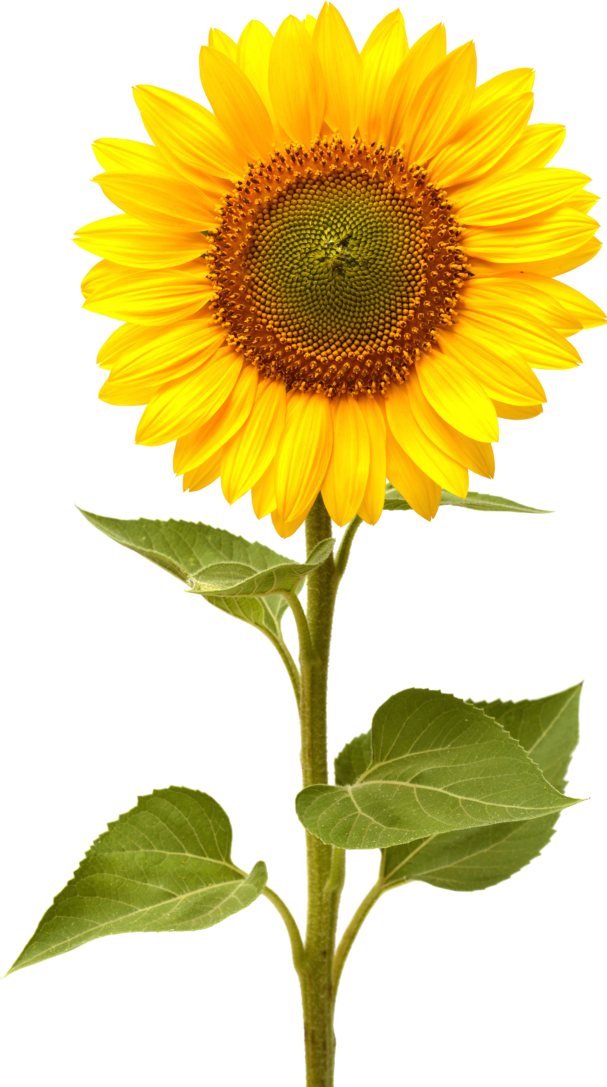 Sunflower Png (1956x3502), Png Download