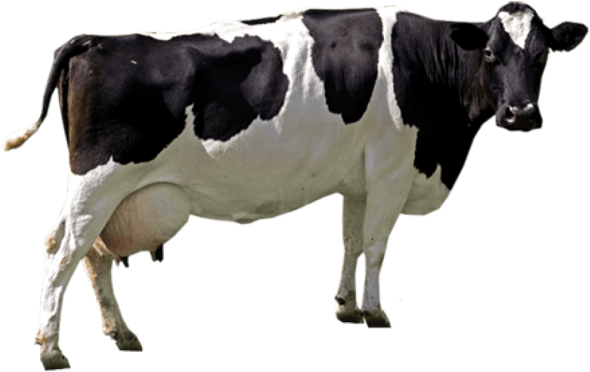 Free Png Cow Png Images Transparent - Cow Png (850x679), Png Download