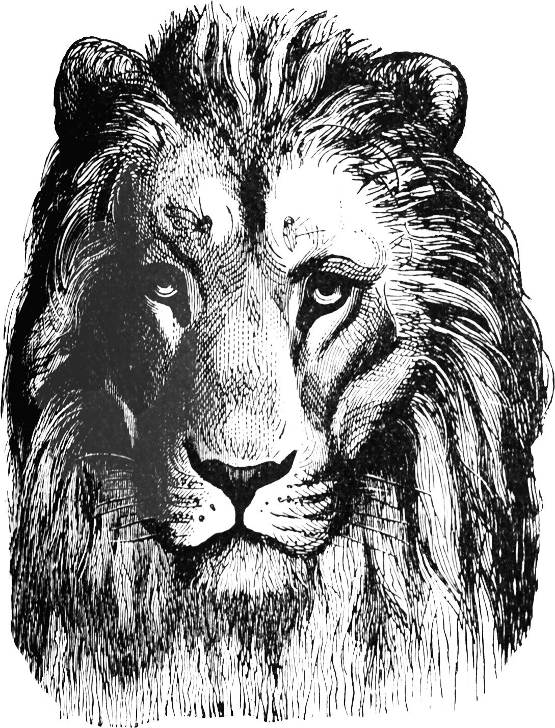 Lion Head Clipart - Lion Stamp Png (1221x1439), Png Download