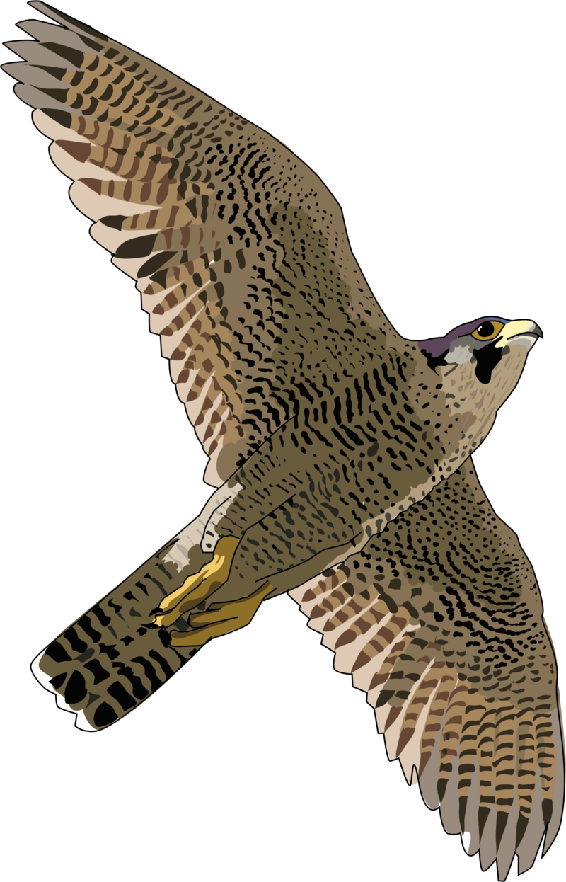 Bald Eagle Png Transparent Free Images - Peregrine Falcon Png (522x800), Png Download