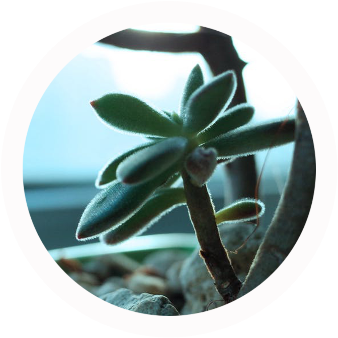 To Transfer The Drawing To My Watercolor Sketchbook, - Agave (841x800), Png Download