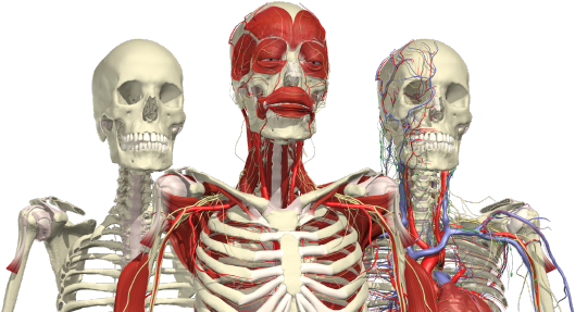 Anatomy Png (1024x327), Png Download