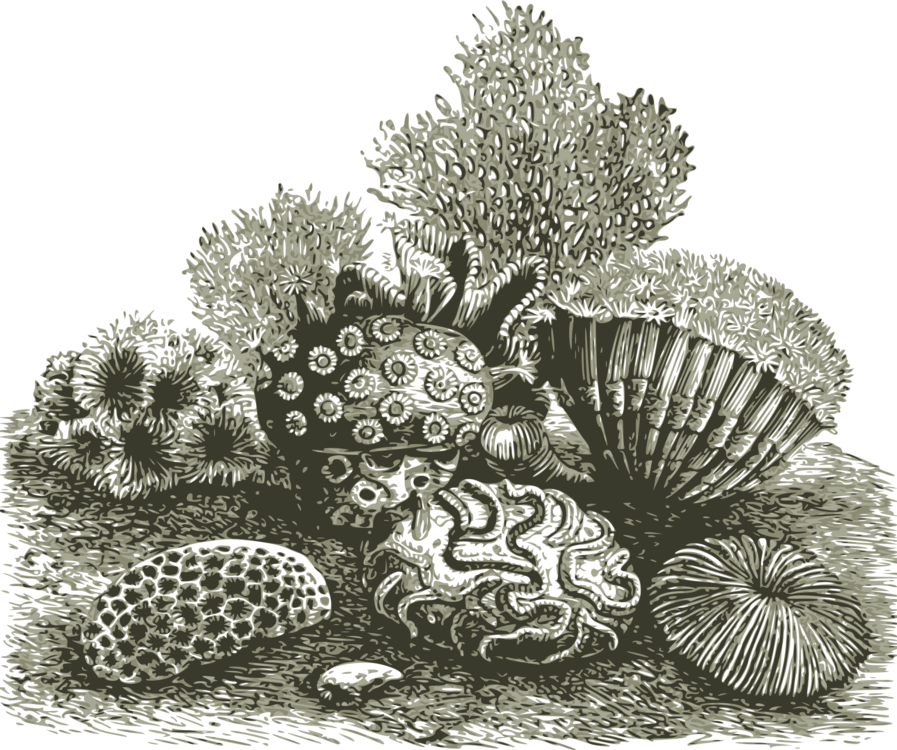 Coral Invertebrate Marine Ocean Reef Coral - Coral Reef Coral Png (411x340), Png Download