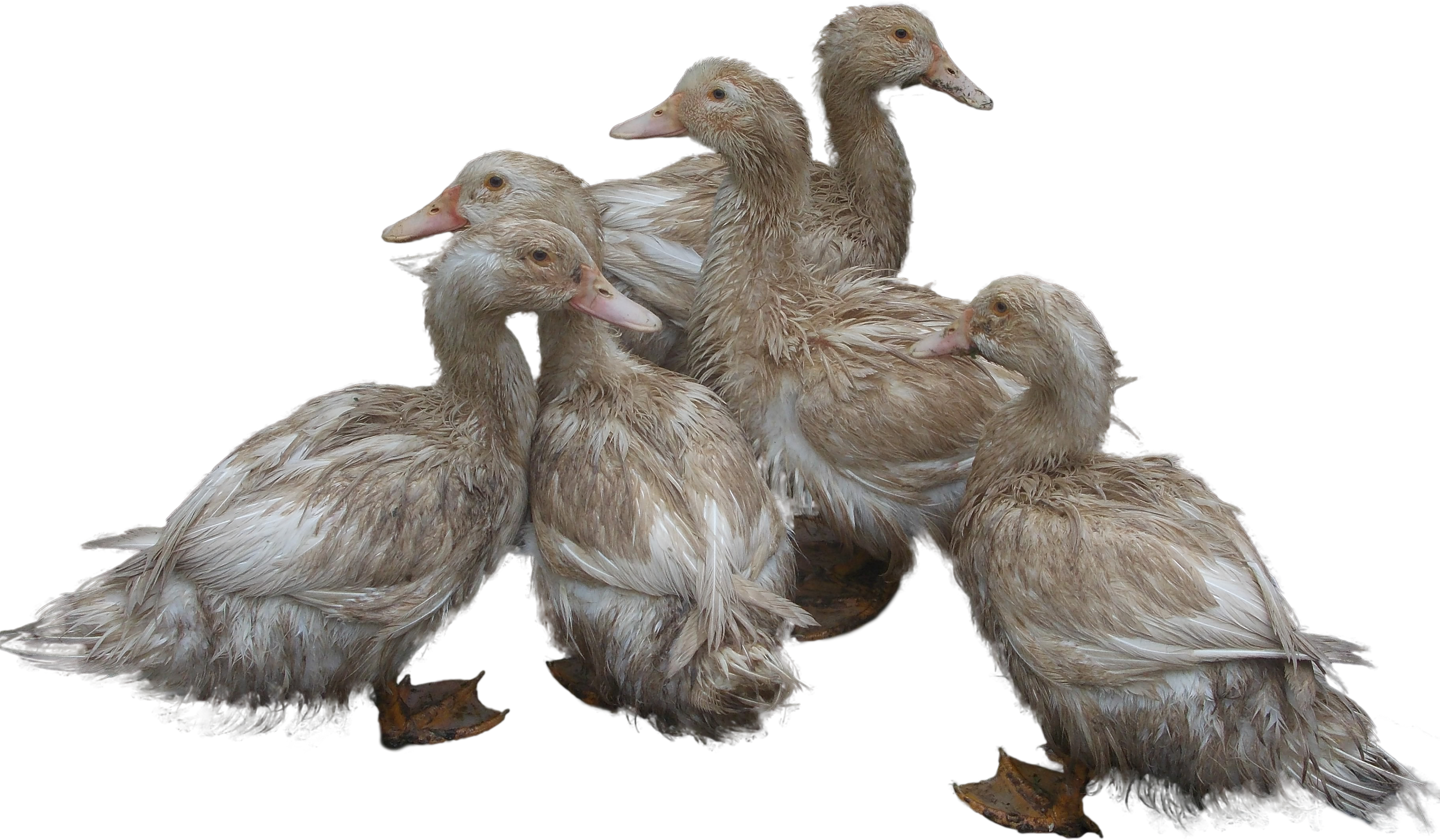 Transparent Background Ducks Png (3496x2040), Png Download