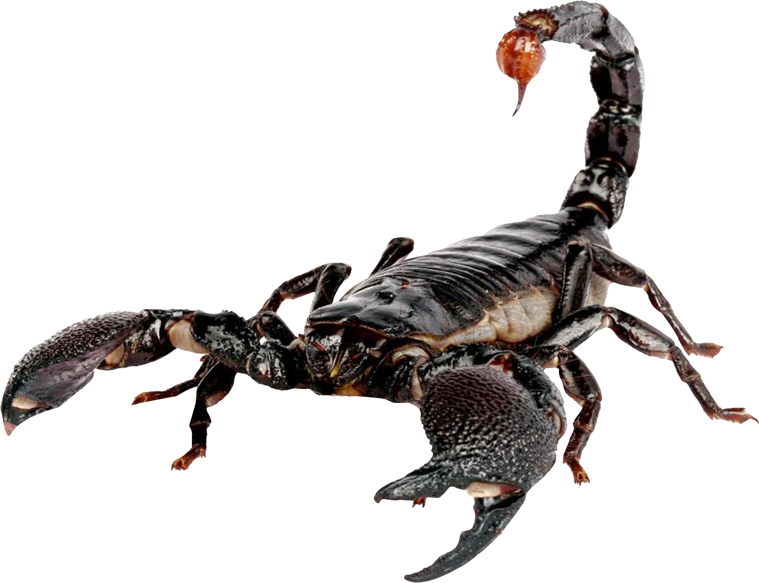Free Png Scorpion Png Images Transparent - Scorpion Transparent (850x663), Png Download