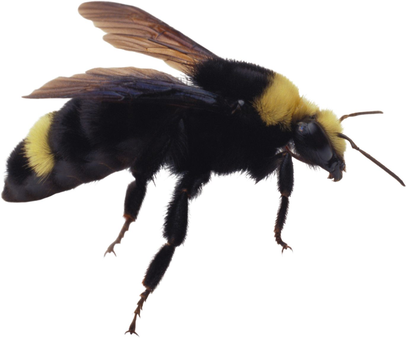 Bumble Bee Insect Png (1370x1141), Png Download