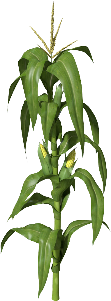 Plants Clipart Corn - Corn Plant Png (1200x1200), Png Download