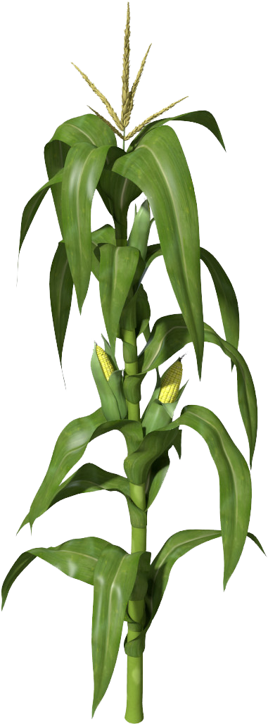 pix Corn Plant Images Png corn plant png png image with no