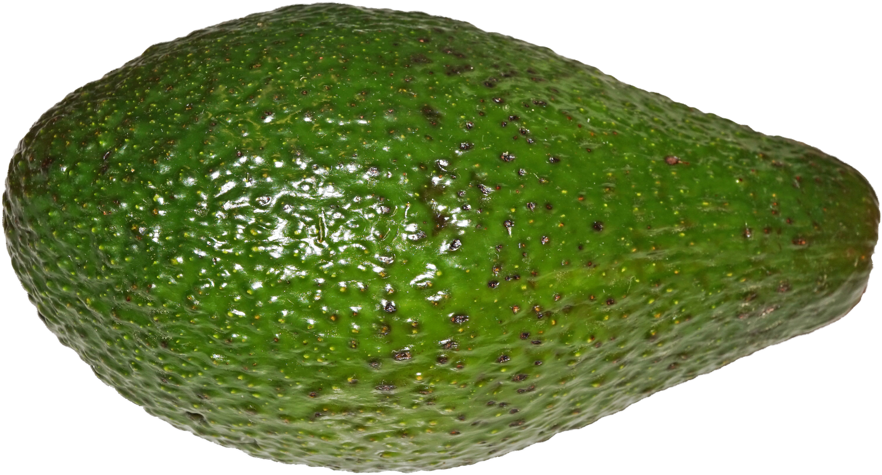 File - Avocado - Cempedak (3025x1664), Png Download