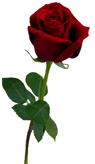 Stemrose3 330 X - Png Rose Rouge (330x567), Png Download