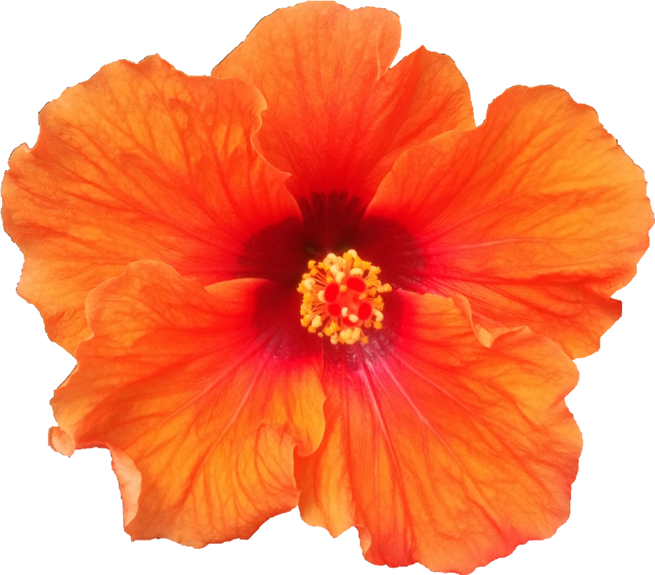 Varieties - Product (1000x1000), Png Download