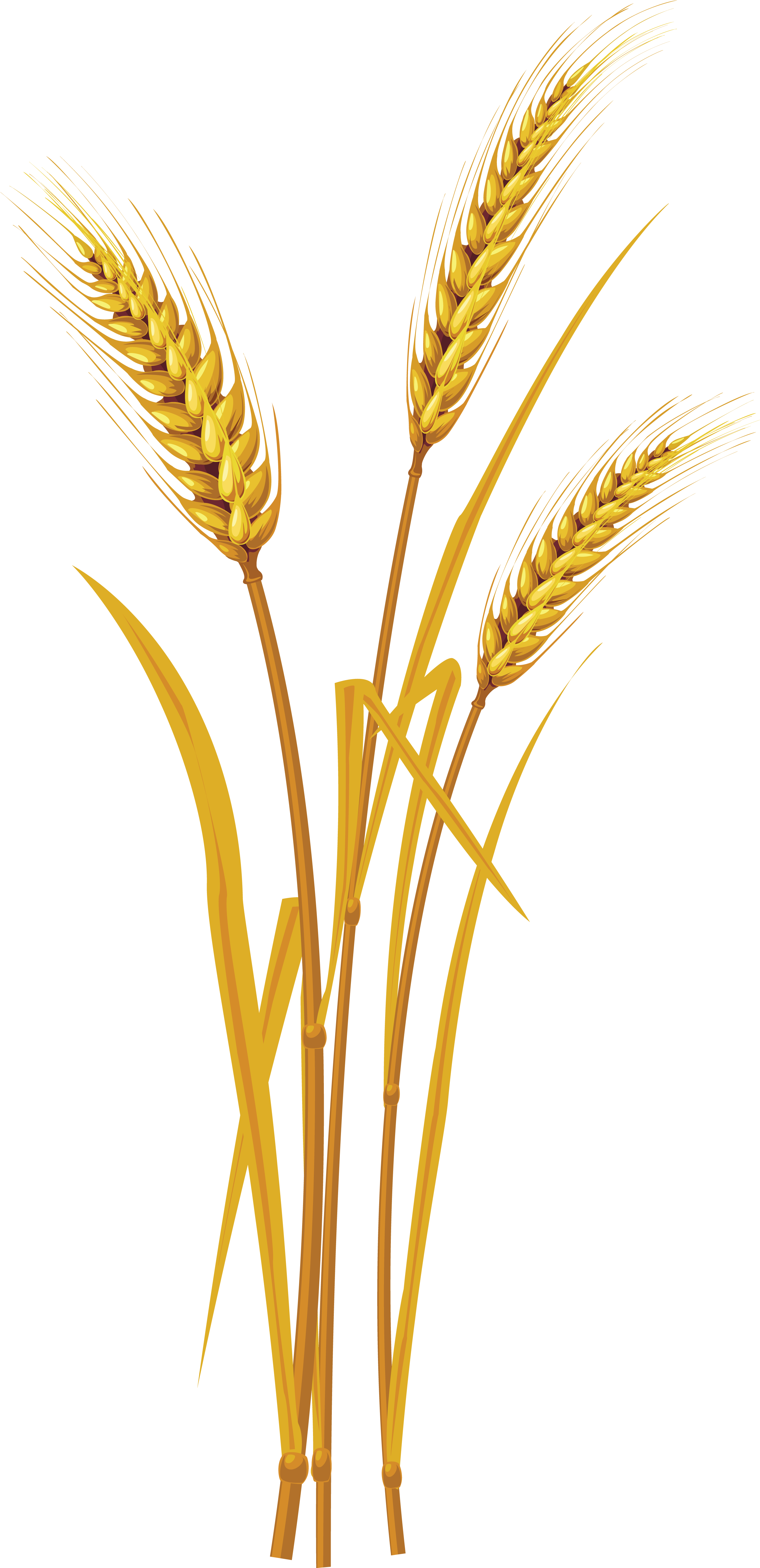 Wheat Png (2683x5498), Png Download