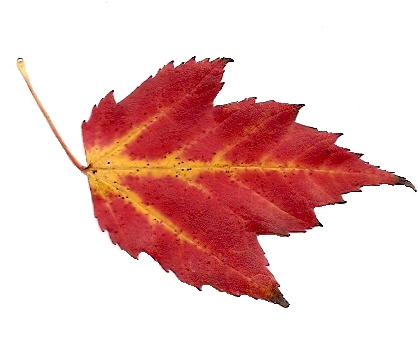 A Quick And Easy Fall Song - Maple Leaf (490x376), Png Download
