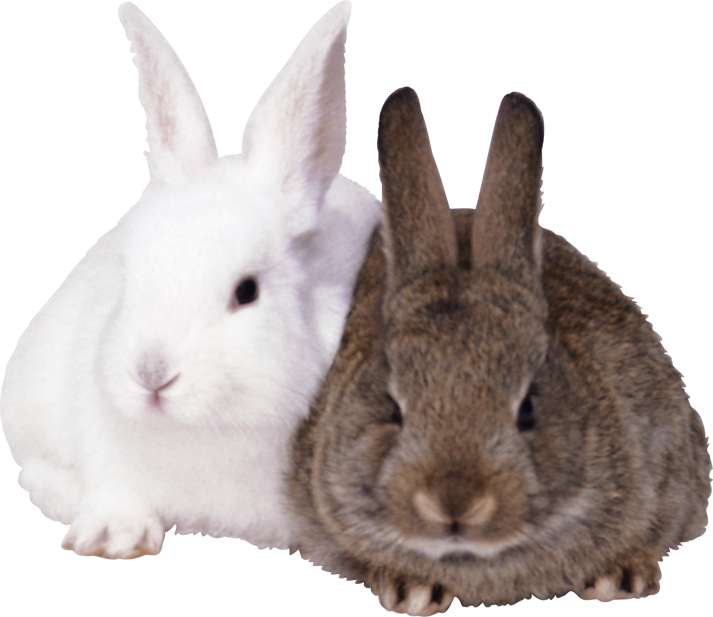 Rabbits Png Image - Rabbits Png (2977x2577), Png Download