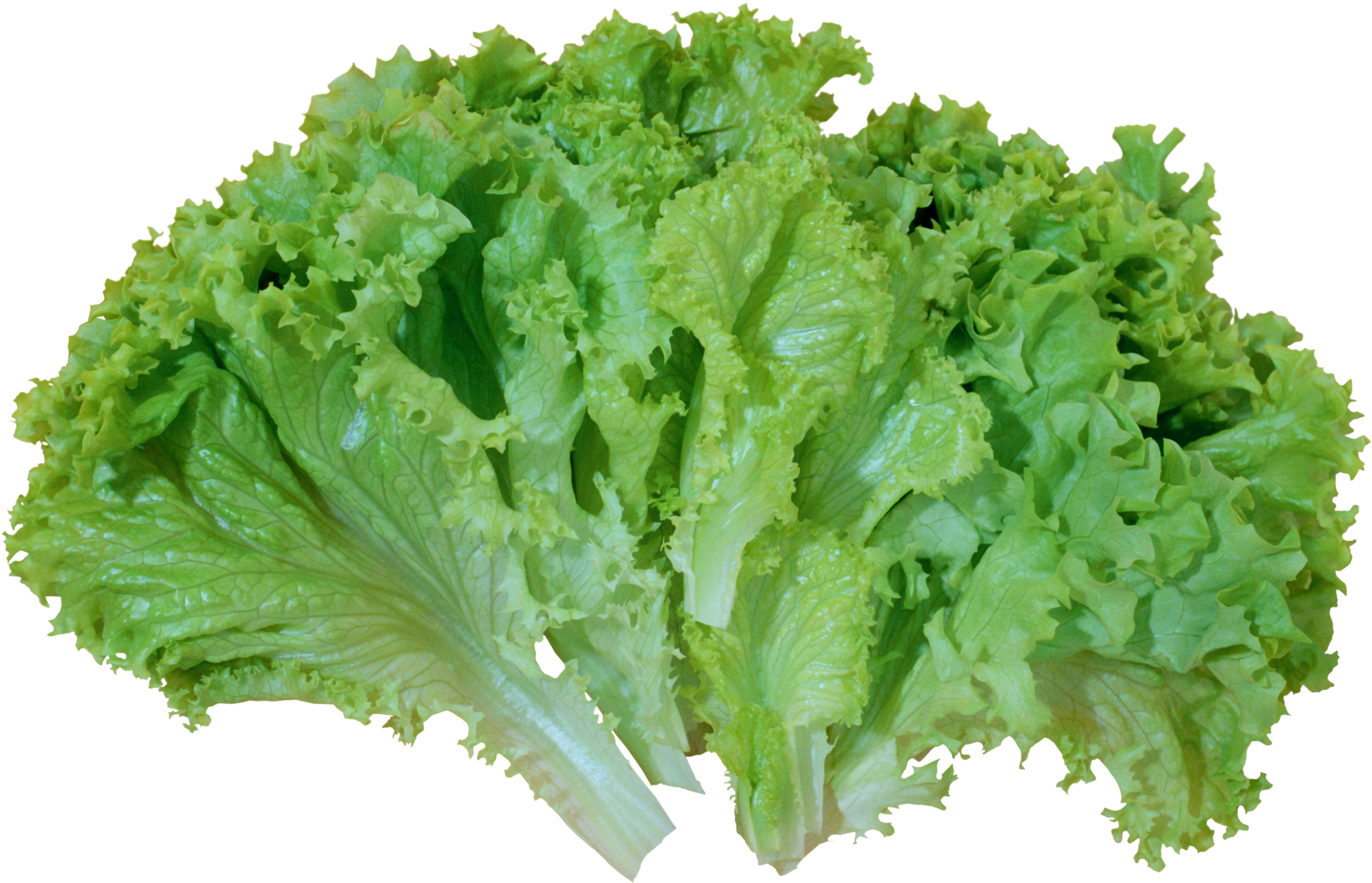 Green Salad Lettuce Png Picture - Lettuce Png (2000x1323), Png Download.