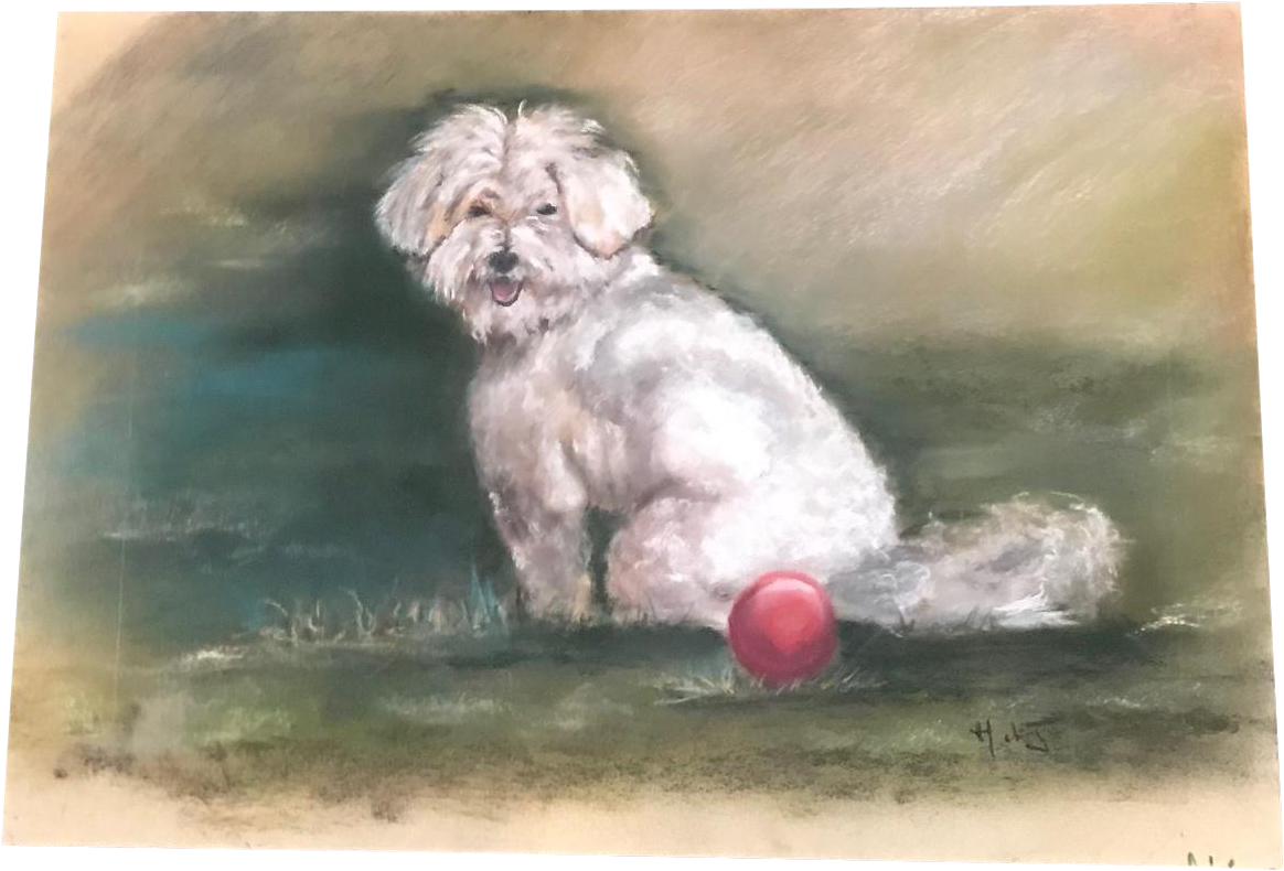 French Maltese Dog Pastel Drawing (1292x877), Png Download
